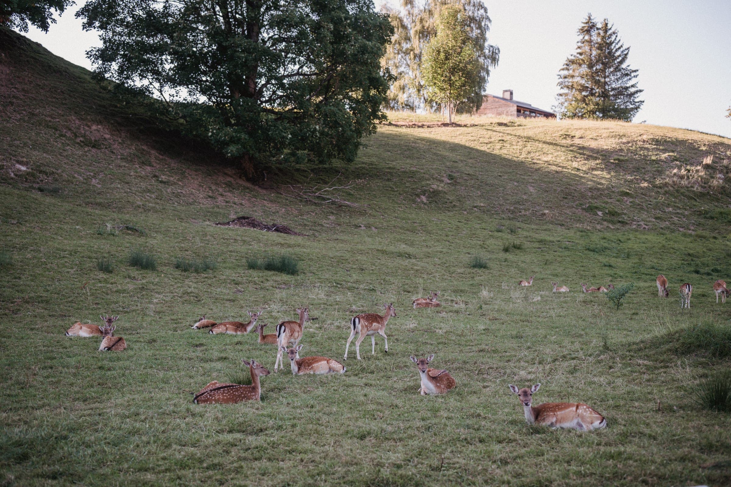 Fallow deer in the meadow in morning light