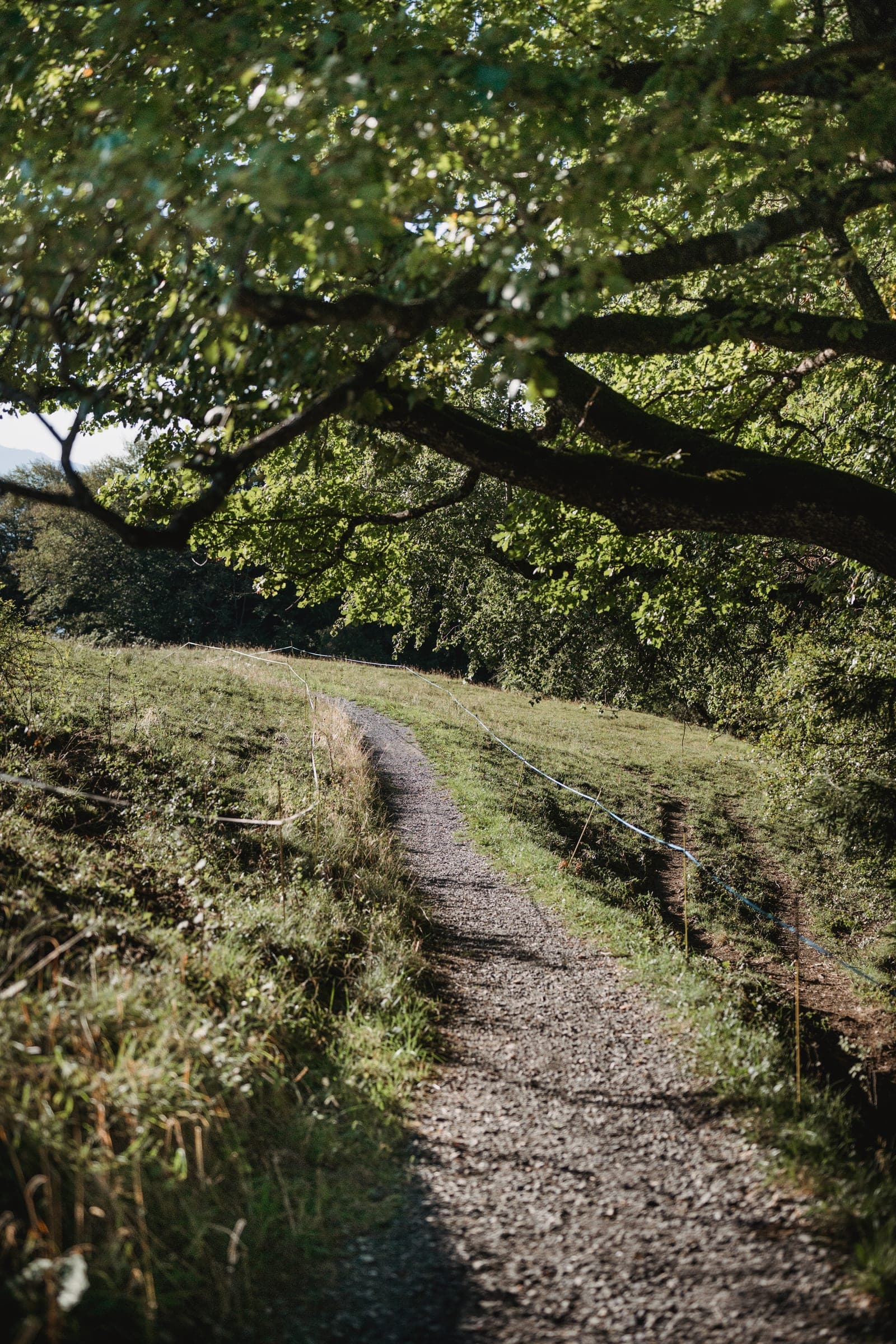 Forest path above the house