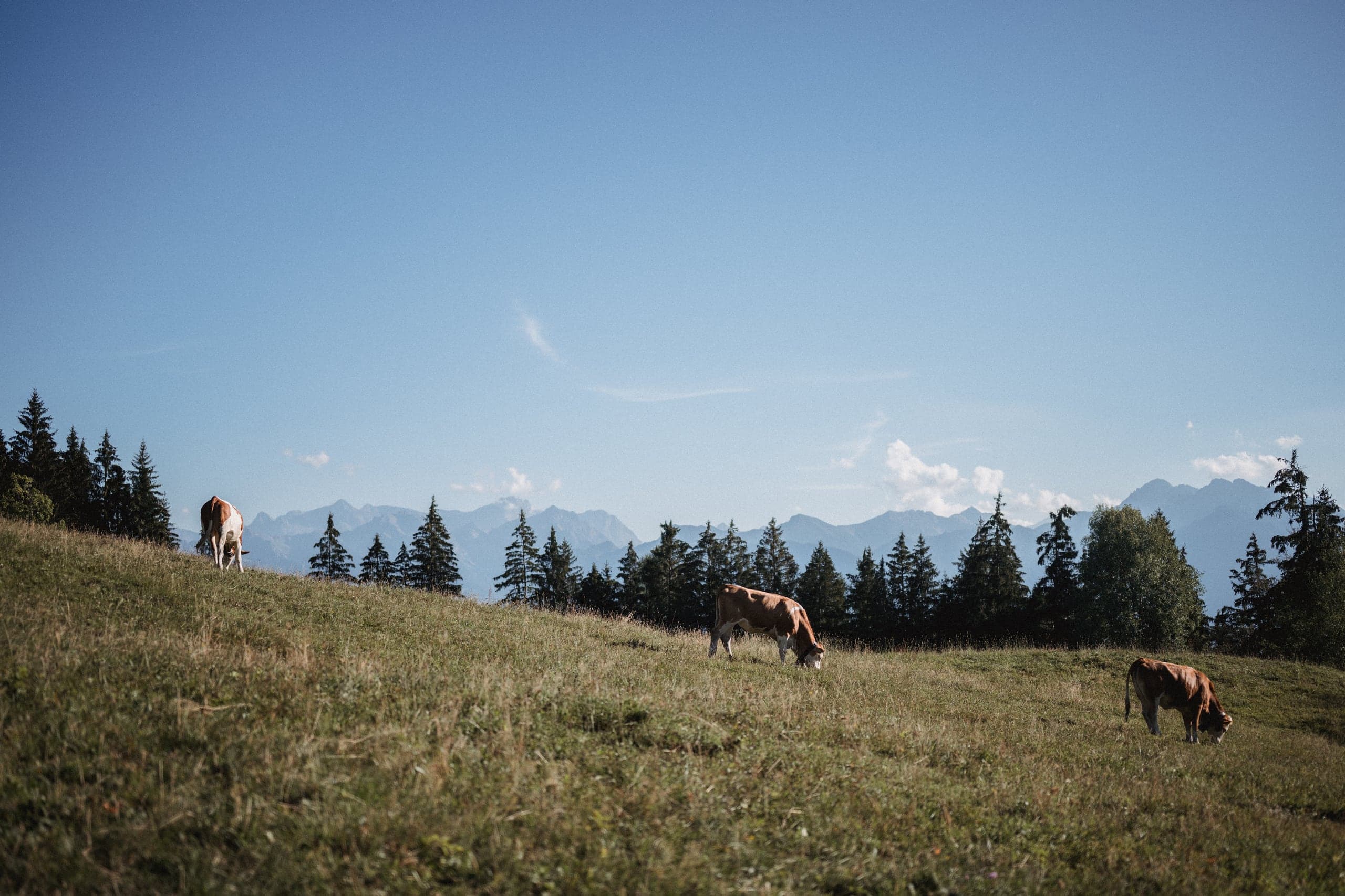 Cows on the slope below the mountain range