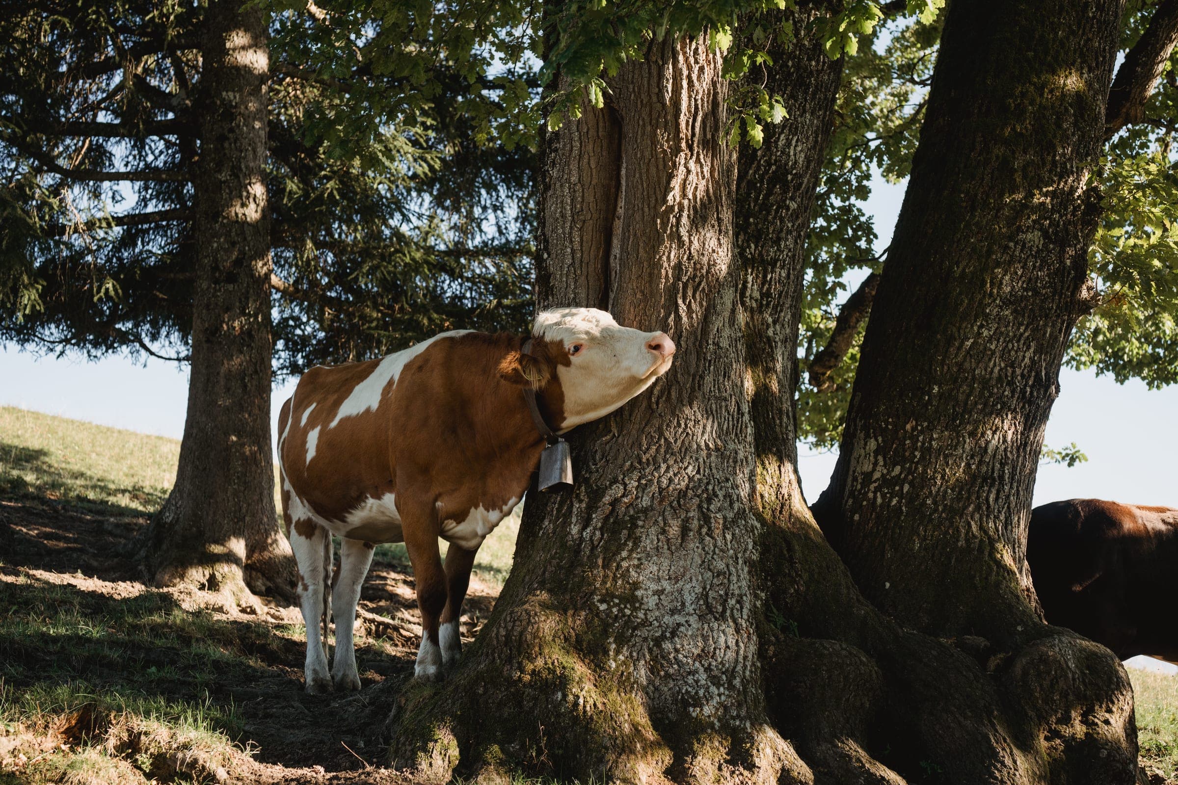 Cow beneath an old tree
