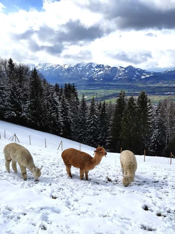 Alpakas im Schnee über dem Rheintal